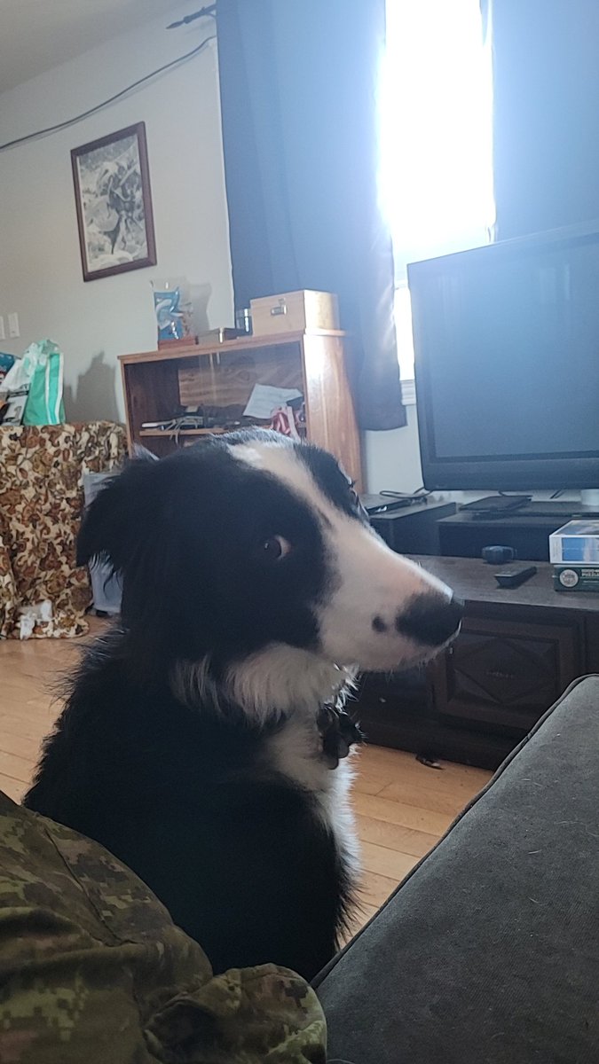 ElementalFriend's tweet image. Some pupper pics for everyone's feed, it's his 1 year birthday tomorrow!!!