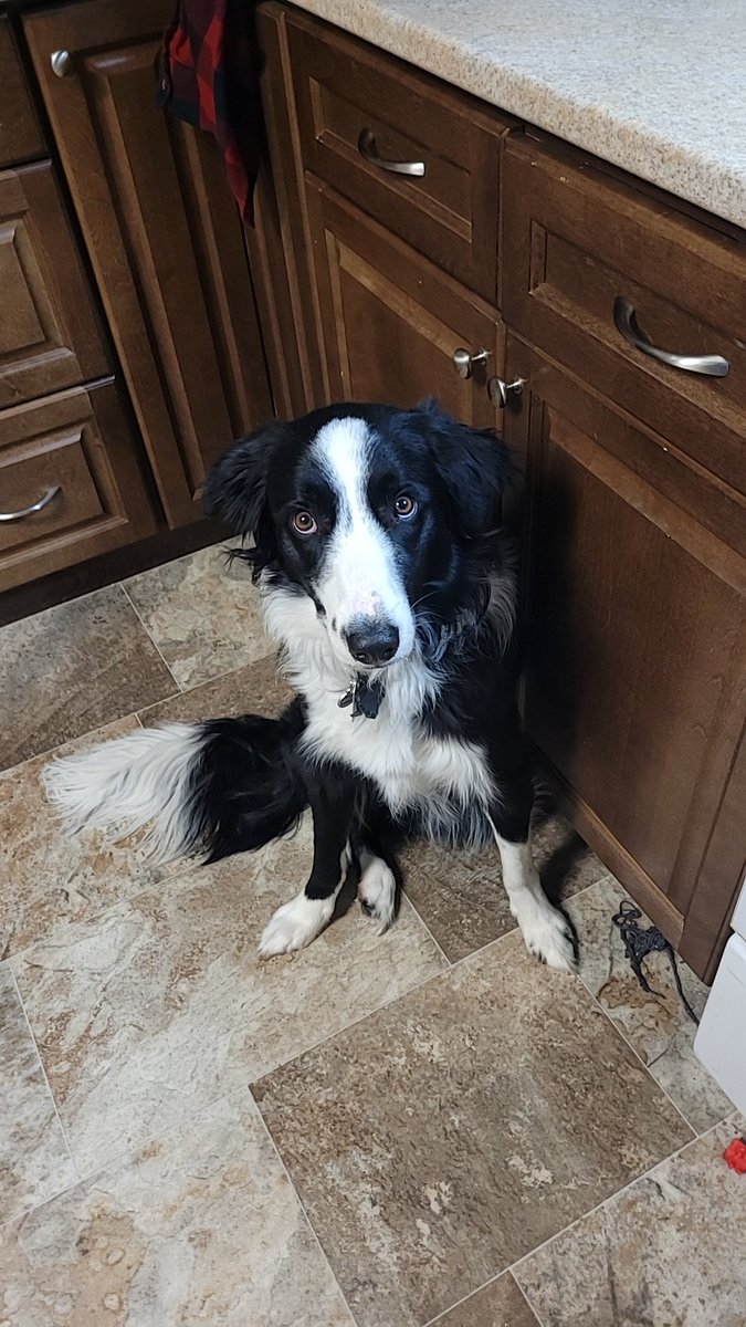 ElementalFriend's tweet image. Some pupper pics for everyone's feed, it's his 1 year birthday tomorrow!!!