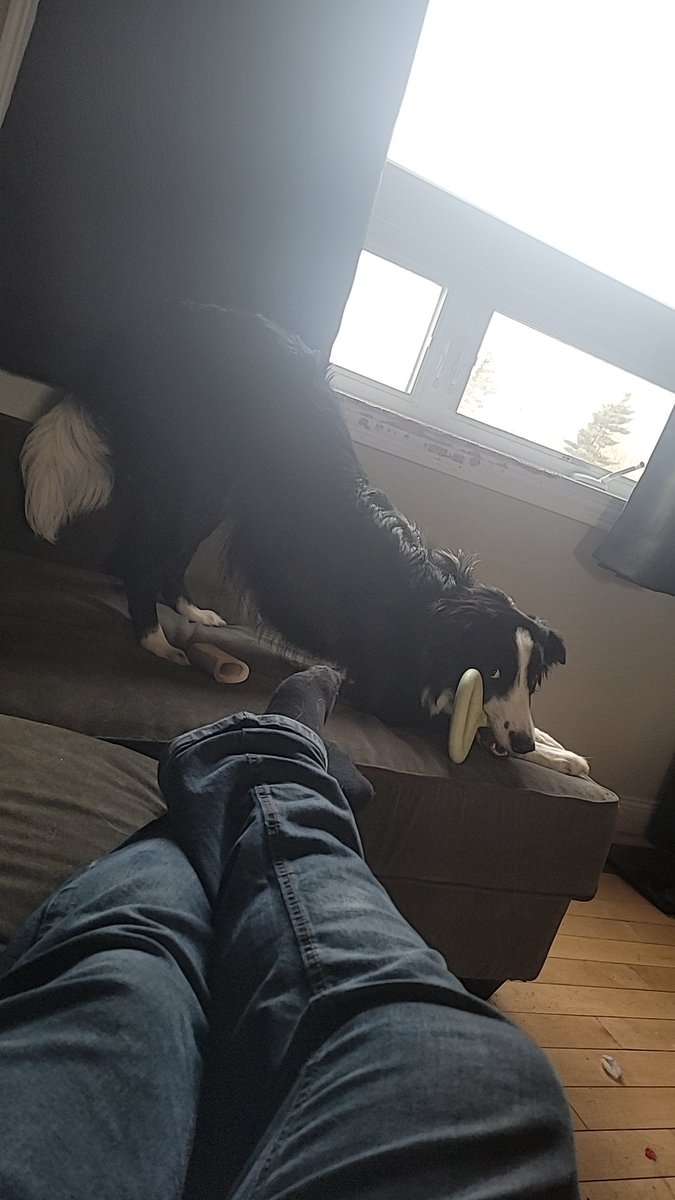 ElementalFriend's tweet image. Some pupper pics for everyone's feed, it's his 1 year birthday tomorrow!!!