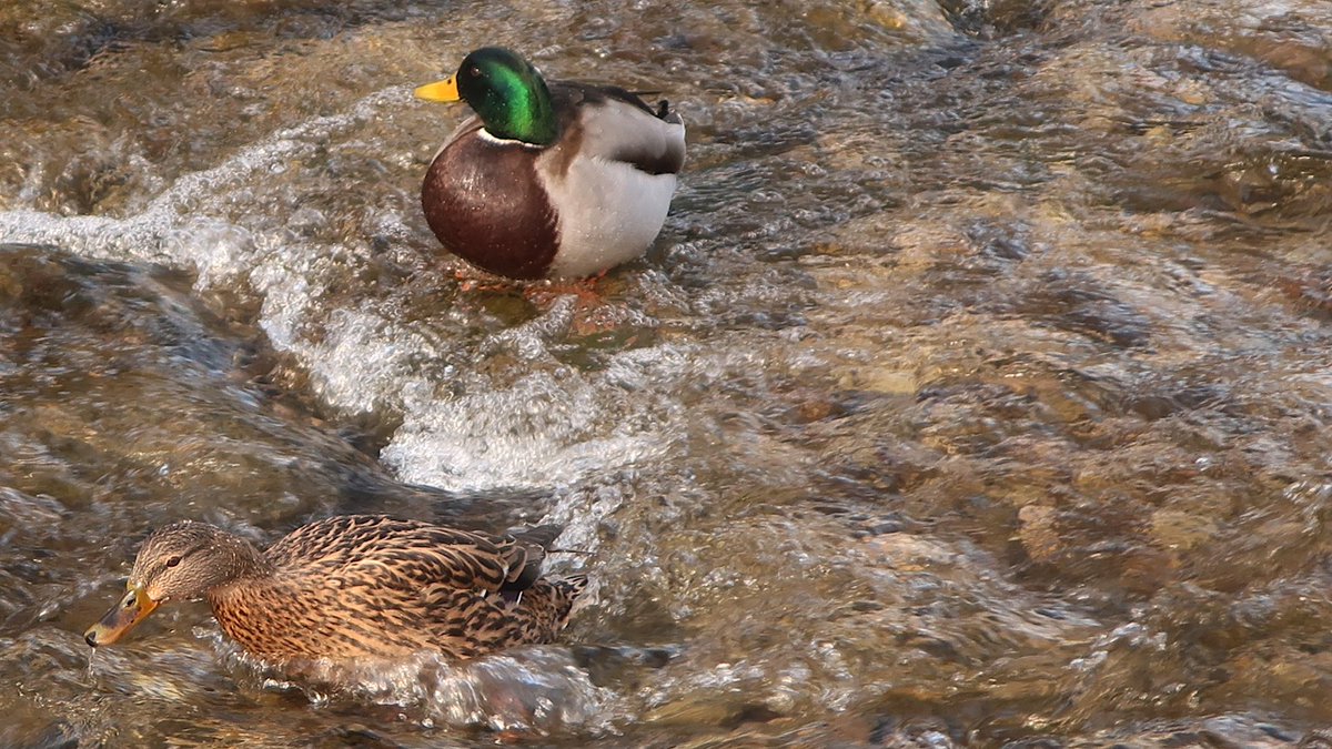 Vorfrühling am #Alterbach in #Salzburg #Gnigl  #Langwied
Einige #Stockenten, aber meistens paarweise oder eine Ente und zwei oder mehrere Erpel
Mehr Fotos: claudia.co.at/sbg/vorfruhlin…