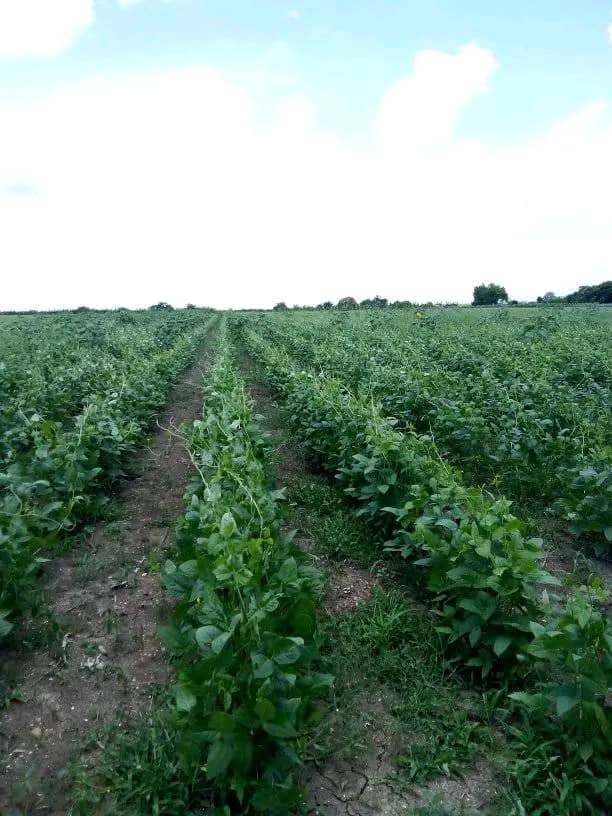 🇨🇺| El presidente <a href="/DiazCanelB/">Miguel Díaz-Canel Bermúdez</a>  intercambió con colectivos laborales #Azucareros y pobladores de Cueto, Báguanos y Urbano Noris.
Distintas alternativas como siembra de cultivos, empleo de desechos de las industrias azucareras locales son parte de la estrategia en la recuperación.