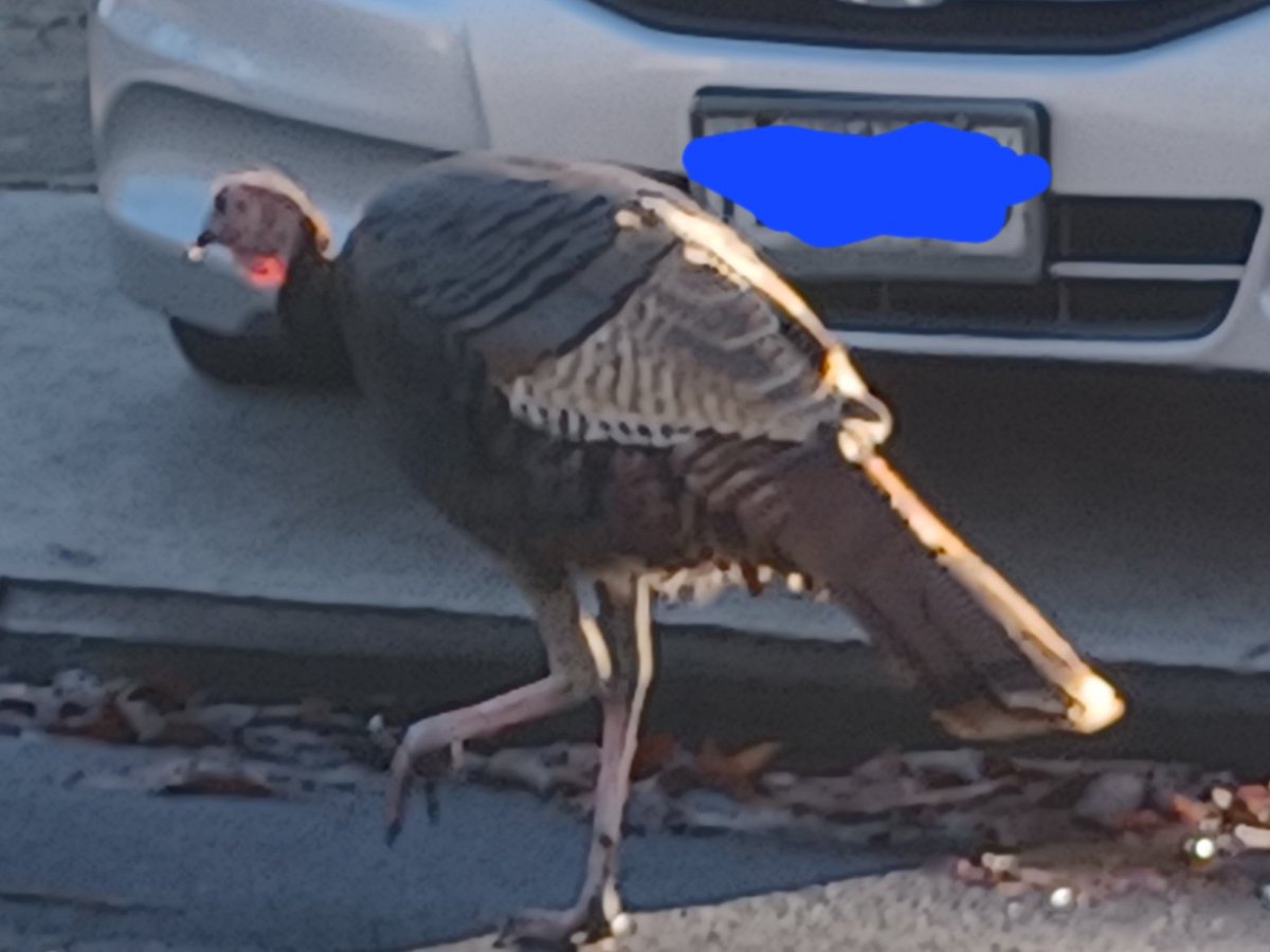 Look at this visitor on our street! He/she was scary! And noisy......Definitely unhappy with the surroundings. #Dogsoftwitter #dogsofX