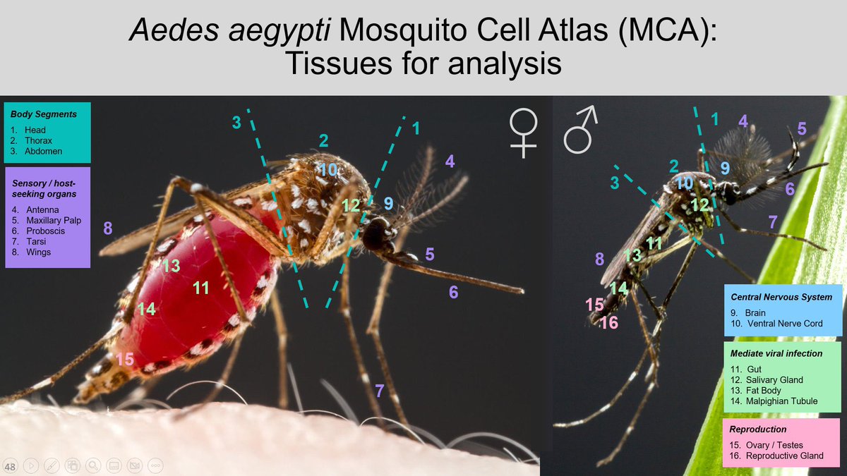 Hongjie Li (@hongjieli5) on Twitter photo Mosquito Cell Atlas is out! 19 dissected tissues, both male and female, before and after feeding blood. Great efforts led by Vosshall lab, and nice collaboration w/ <a href="/leslievosshall/">Leslie Vosshall PhD</a> <a href="/oliwiagoldman/">Olivia Goldman PhD</a> <a href="/nadavshai/">Nadav Shai</a> and the mosquito community. doi.org/10.1101/2025.0… Mosquito Cell Atlas is out! 19 dissected tissues, both male and female, before and after feeding blood. Great efforts led by Vosshall lab, and nice collaboration w/ <a href="/leslievosshall/">Leslie Vosshall PhD</a> <a href="/oliwiagoldman/">Olivia Goldman PhD</a> <a href="/nadavshai/">Nadav Shai</a> and the mosquito community. doi.org/10.1101/2025.0…