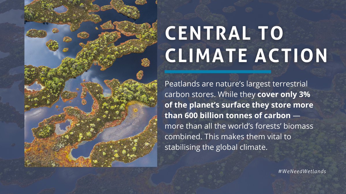 Convention on Wetlands (@ramsarconv) on Twitter photo Peatlands are climate super-powers. But today peatlands are among our most endangered ecosystems. 
Amid rising pressure to address the linked climate and biodiversity crises together, restoring peatlands is essential for a healthy and sustainable future. Peatlands are climate super-powers. But today peatlands are among our most endangered ecosystems. 
Amid rising pressure to address the linked climate and biodiversity crises together, restoring peatlands is essential for a healthy and sustainable future.