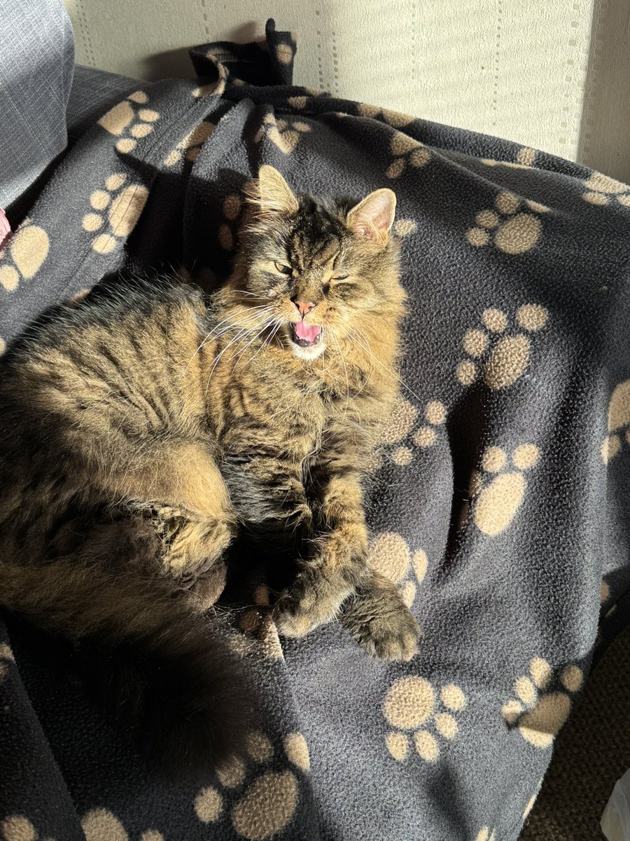 Happy Caturday!!! 😺😺🐾🐾💙💙#Caturday #CatsOfX #CatsOfTwitter #superseniorcatsclub #SaturdayFeeling