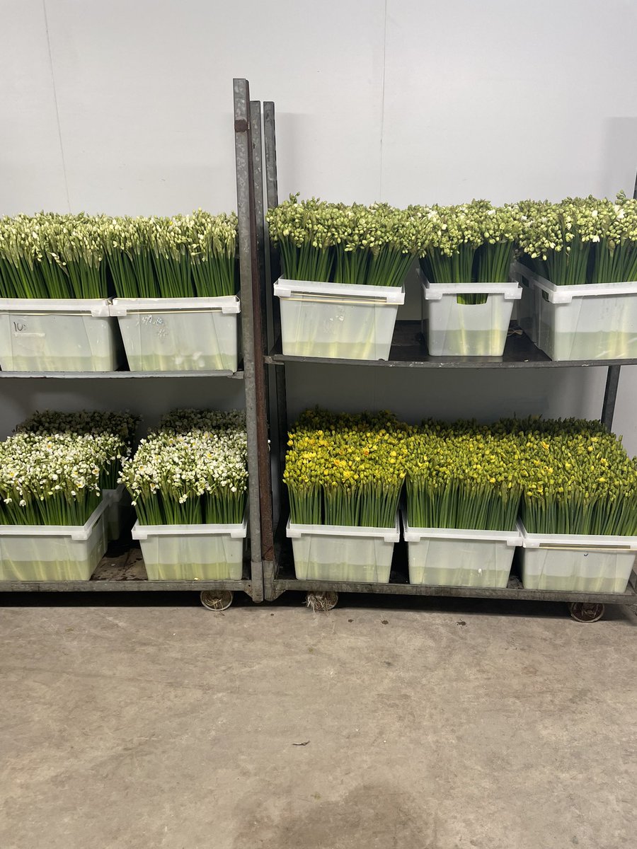 Fresh 2,000 bunch of <a href="/ScentedNarcissi/">Scented Narcissi</a> delivery today ready for a busy week ahead @flowersbyclowance #britishflowers