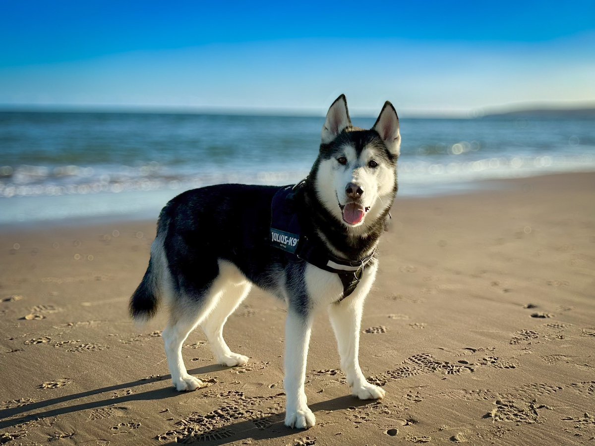 Gorgeous walk with a gorgeous pup. Making the most of the spring sunshine. #husky #beach