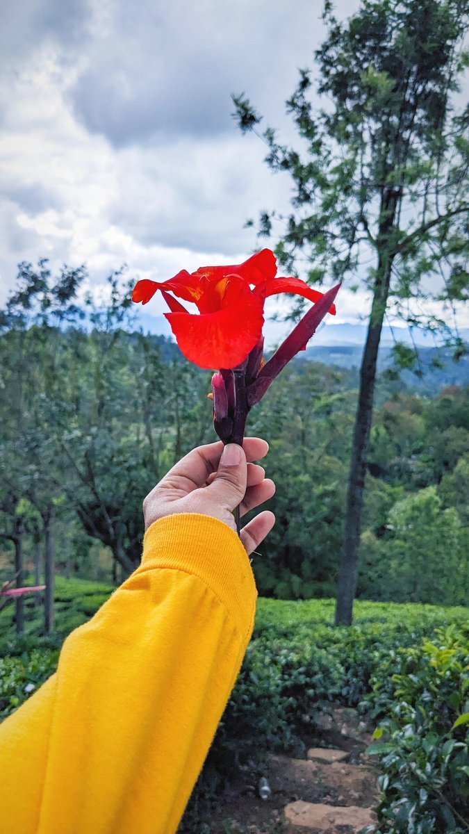 සමහර මල් ලස්සන ඒක දීපු කෙනා නිසා.. ☺️