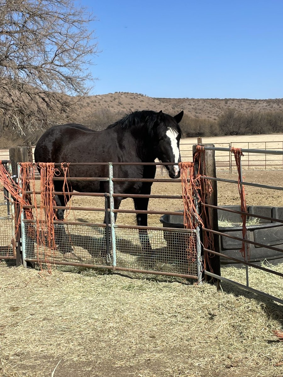 Our Lucy is getting thick as a snicker 🥰
