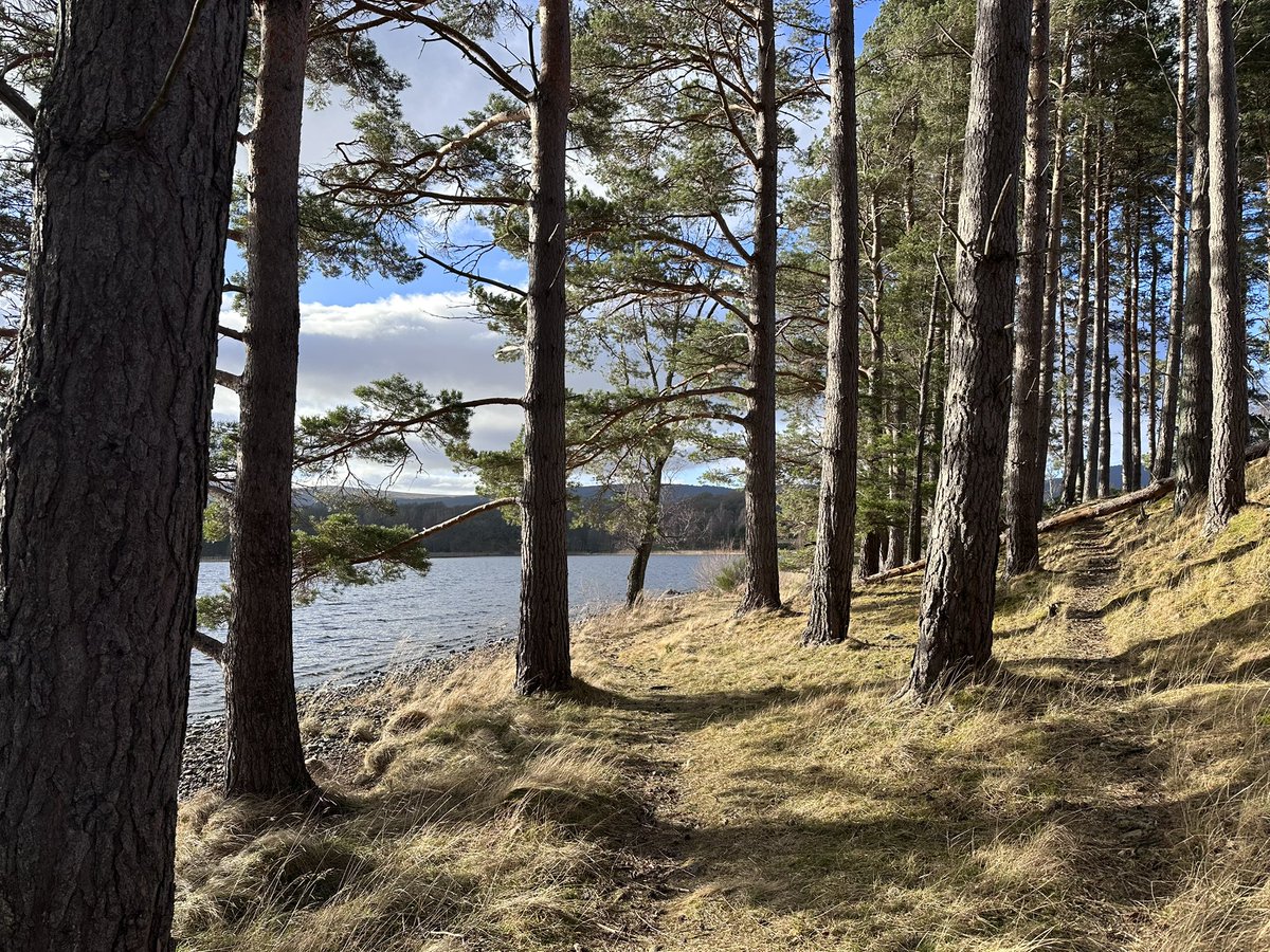 KinlochSusan's tweet image. Loch Pityoulish on a glorious day 🐶☀️🏴󠁧󠁢󠁳󠁣󠁴󠁿 #Saturday #weekendadventures