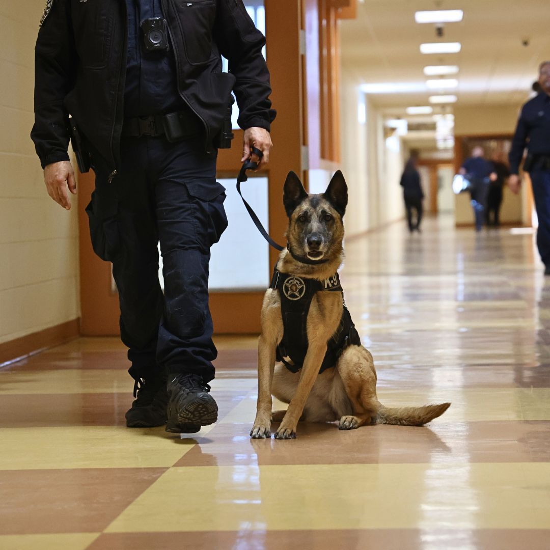 DenverSheriff's tweet image. Look at K9 Koda making the rounds at the Denver County Jail! Happy #SaturdaySparkOfJoy! #DSDEst1902 #WorkingDogsOfTwitter