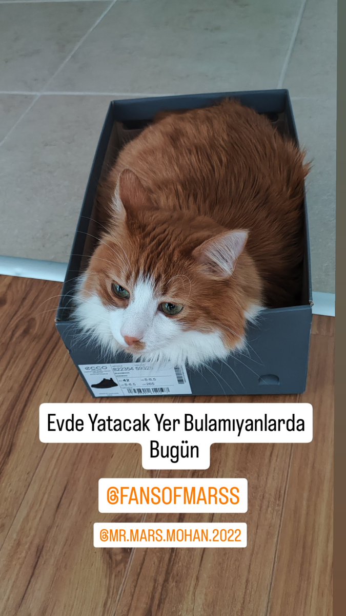 #Caturday
