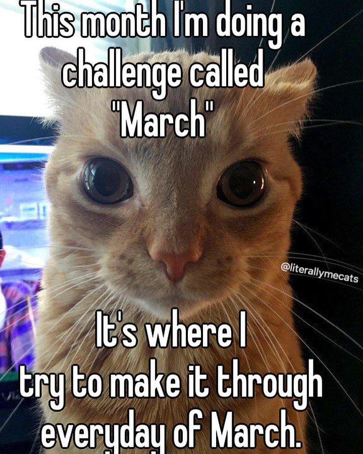 literallymecats's tweet photo. https://t.co/qWDnDiPGll