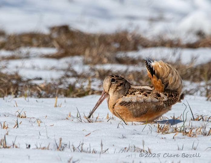 AmosButler's tweet photo. ABAS March Newsletter - https://t.co/UfO2ejCnkp
Image: American Woodcock by Clare Bozell https://t.co/IXI9gX9Zqx