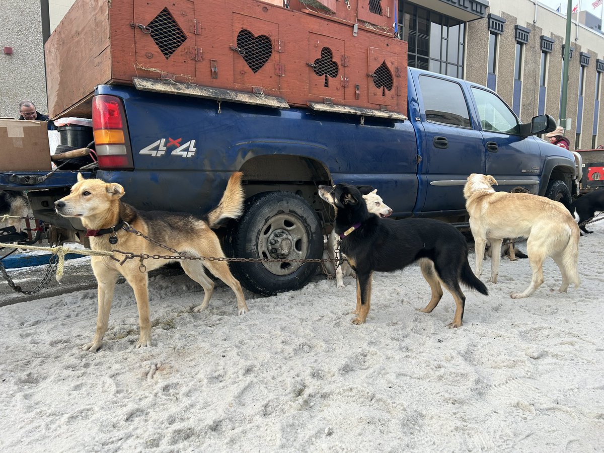 ADNIditarod's tweet photo. Mushers and their dog teams are getting ready for the ceremonial start along several streets downtown. https://t.co/teCySZRDJM