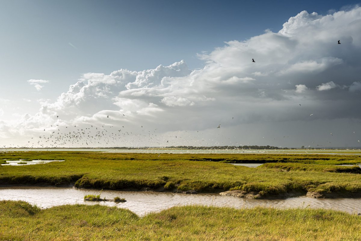 NCI LEE-ON-THE-SOLENT (@ncithe) on Twitter photo Earlier this week our Watchkeepers were treated to a fascinating talk from <a href="/solentseascape/">Solent Seascape Project</a> about work being done to preserve and regenerate 4 vital habitats:
- Oyster reefs
- Seagrass
- Saltmarshes
- Seabird nesting sites
Their website is at: solentseascape.com Earlier this week our Watchkeepers were treated to a fascinating talk from <a href="/solentseascape/">Solent Seascape Project</a> about work being done to preserve and regenerate 4 vital habitats:
- Oyster reefs
- Seagrass
- Saltmarshes
- Seabird nesting sites
Their website is at: solentseascape.com