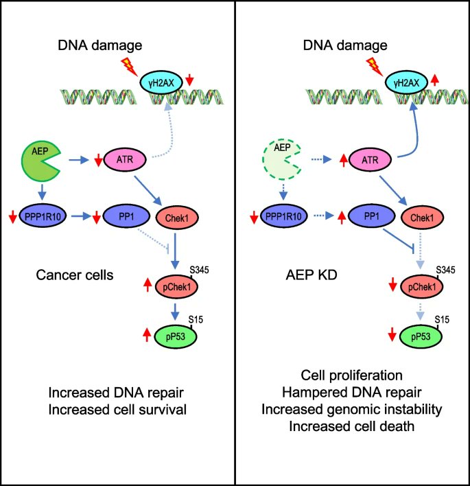 Just published!✅

#Radiotherapyresistance driven by #Asparagineendopeptidase through ATR pathway modulation in #breastcancer

Check it out😃
jeccr.biomedcentral.com/articles/10.11…

#Genomicstability
#DNAdamage