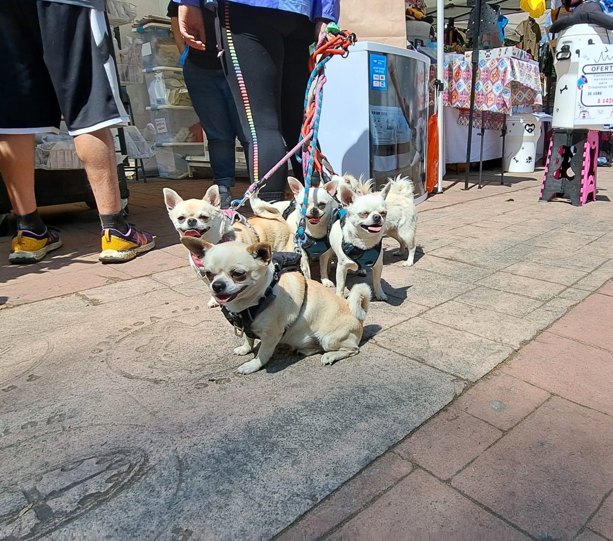 PAOTmx's tweet photo. Estamos en el #CanFest 🐶 en Parque de los Venados, alcaldía Benito Juárez.
Acércate a nuestro stand para informarte sobre tus derechos y obligaciones urbano ambientales🌳🐕🔊y cómo presentar tus denuncias 📝 ¡Te esperamos! 🤗
@AdoptaCDMX https://t.co/ZLKcegMwCX