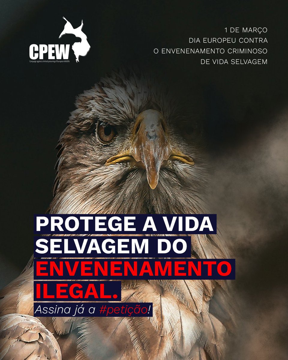 spea_birdlife's tweet photo. Hoje celebra-se o primeiro Dia Europeu contra o Envenenamento Criminoso da Vida Selvagem.

⚠️ Assine a petição por leis mais fortes e punições mais severas:
 https://t.co/Lc3RJjhzUp

#StopWildlifePoisoning #ProtectNature #MakePoisoningHistory #LIFEEUROKITE #CPEW https://t.co/r0jeeX7Och