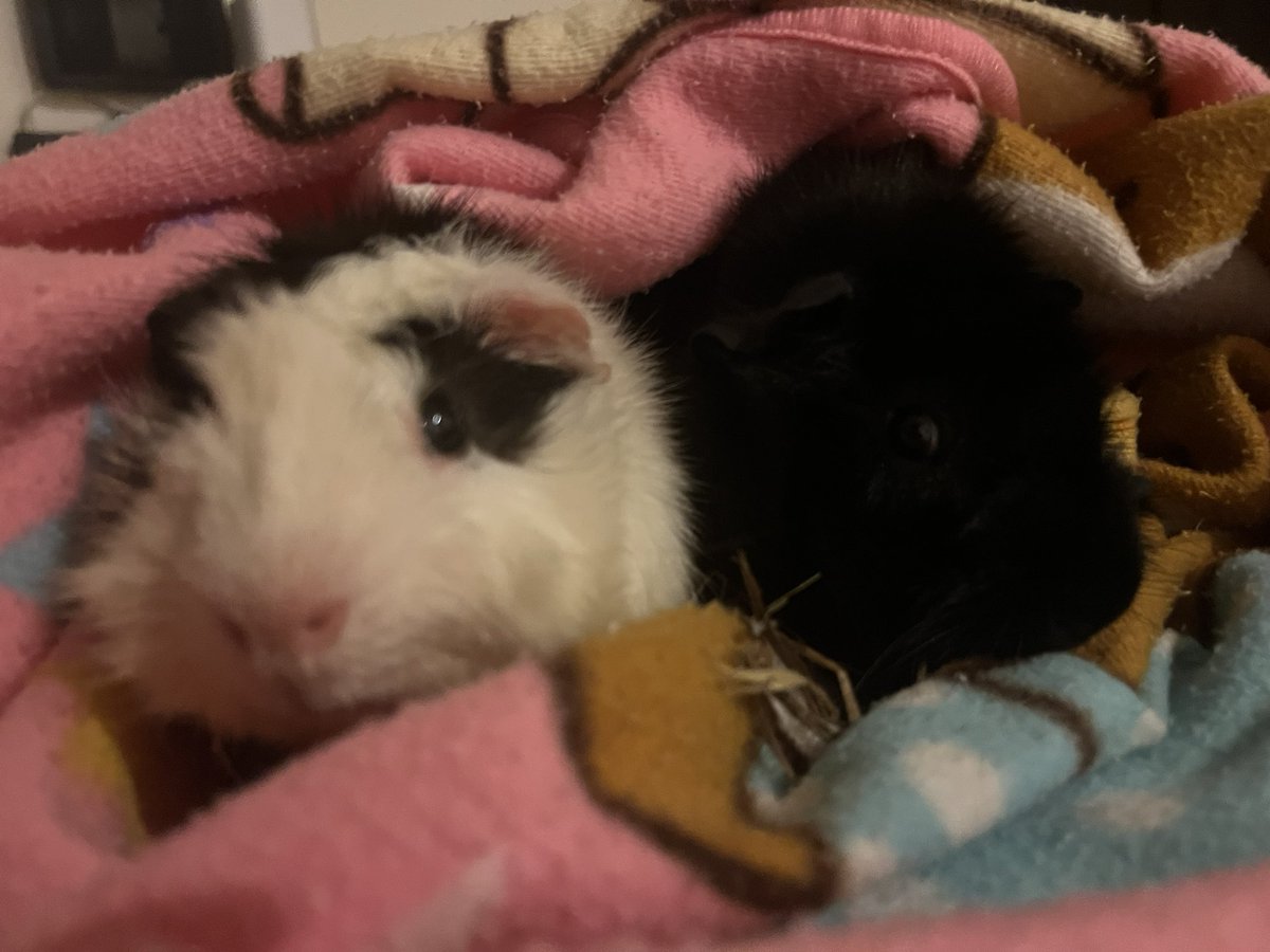 f4rtemis's tweet image. fashion student who loves overwatch and guinea pigs!