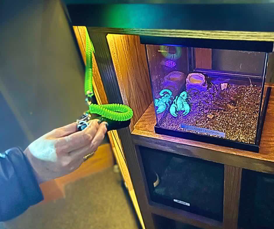 Say hello to several different types of insects at the K-State Insect Zoo. Open Tuesday-Saturday from 1 p.m. to 6 p.m., the Insect Zoo features many exhibits of live insects and their arthropod relatives in naturalist settings and features multiple children's activities.