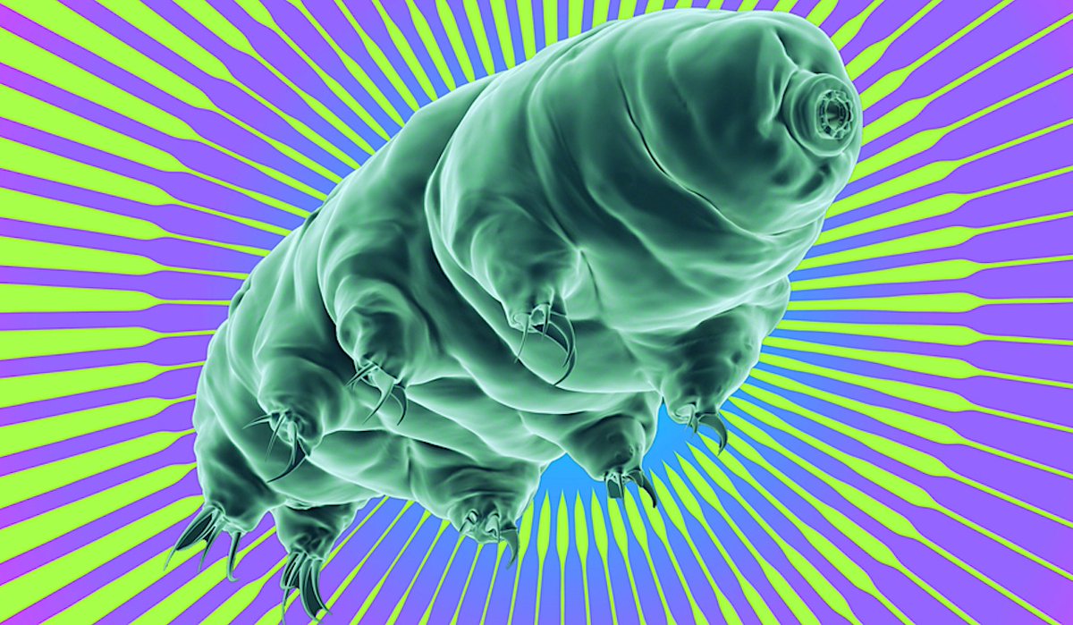 Astrobiology (@astrobiology) on Twitter photo Extremophile/Astrobiology Spinoff: A Tardigrade Protein May Help Cancer Patients Tolerate Radiation Therapy
astrobiology.com/2025/03/extemo… #astrobiology #Tardigrade #nanotechnolofy #radiation <a href="/tardigradopedia/">Tardigradopedia</a> Extremophile/Astrobiology Spinoff: A Tardigrade Protein May Help Cancer Patients Tolerate Radiation Therapy
astrobiology.com/2025/03/extemo… #astrobiology #Tardigrade #nanotechnolofy #radiation <a href="/tardigradopedia/">Tardigradopedia</a>