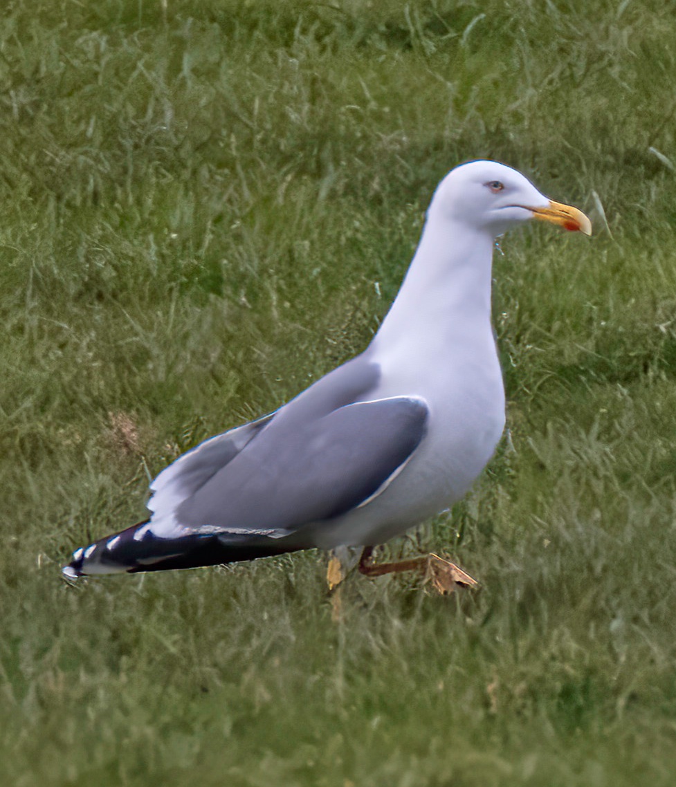 Dave Ward tweet media