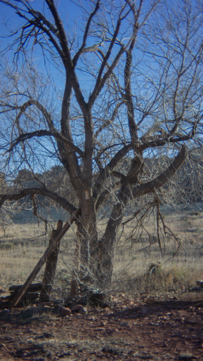 tomatomoder's tweet image. #DevilsBackbone #HikingAdventures #FilmLook #SonyA6000 #PocketDispo #MountainViews #Colorado
