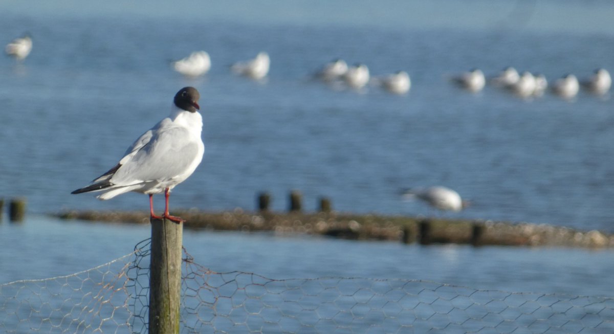 Martin Adams tweet media