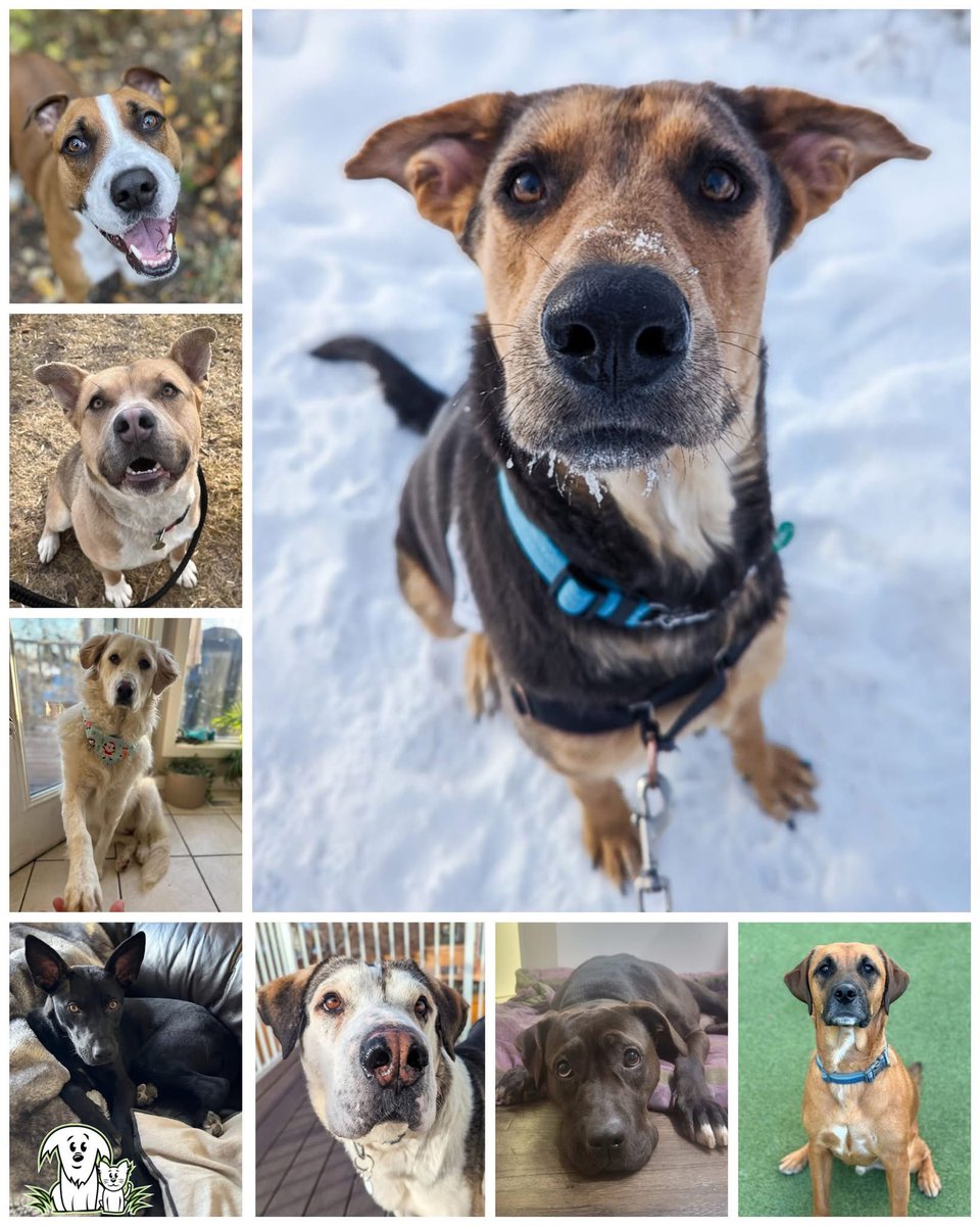 Meet our Wags 2 Wishes dogs who’ve been in foster care for up to 2 years! 😢
Most have behavioural or medical needs, and just need extra love. They’ll all make excellent pets and are just $100!
If you’re considering adoption, PLEASE consider one of them!
aarcs.ca/dogs.