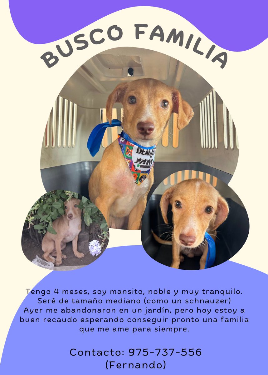 cosmovioleta's tweet image. Ayer con mi hermana y mis primos encontramos a este cachorro. Lo habían abandonado en un jardín, estaba muy asustado, temblando.
Ya está pasando exámenes médicos, pero al parecer está perfecto.

Por favor, alguien de buen corazón que lo quiera adoptar.

Ayúdenme con un RT 🙏🏼