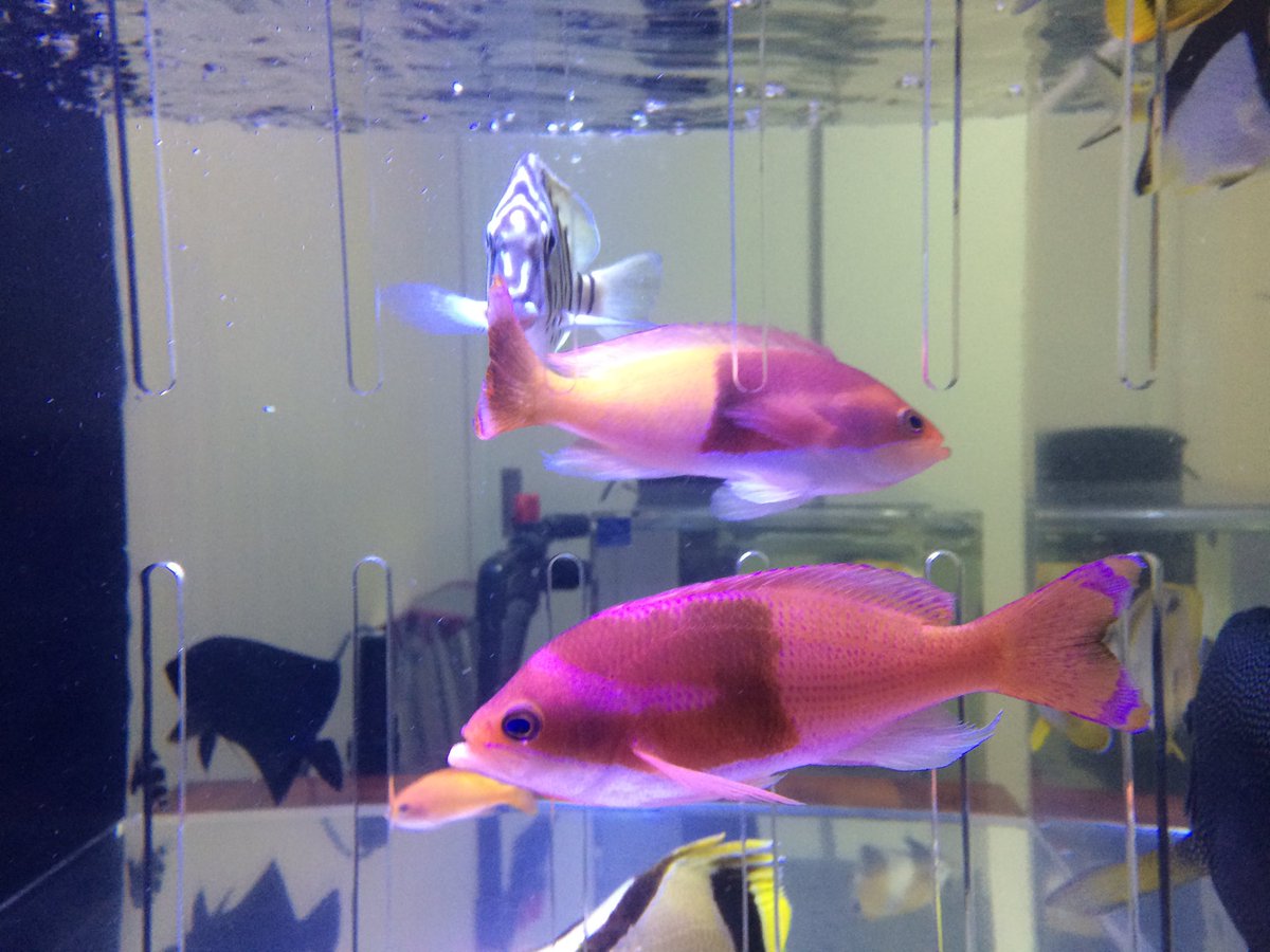 basabei's tweet image. ハーレクインゴルディ
Pseudanthias connelli
以前オス二匹をセパレーター越しで飼育
していた時は婚姻色バキバキで素晴らし
かった。残念ながら一匹になってからは
すっかり精彩を欠いてしまったな。
ちなみに三匹とも別個体です。