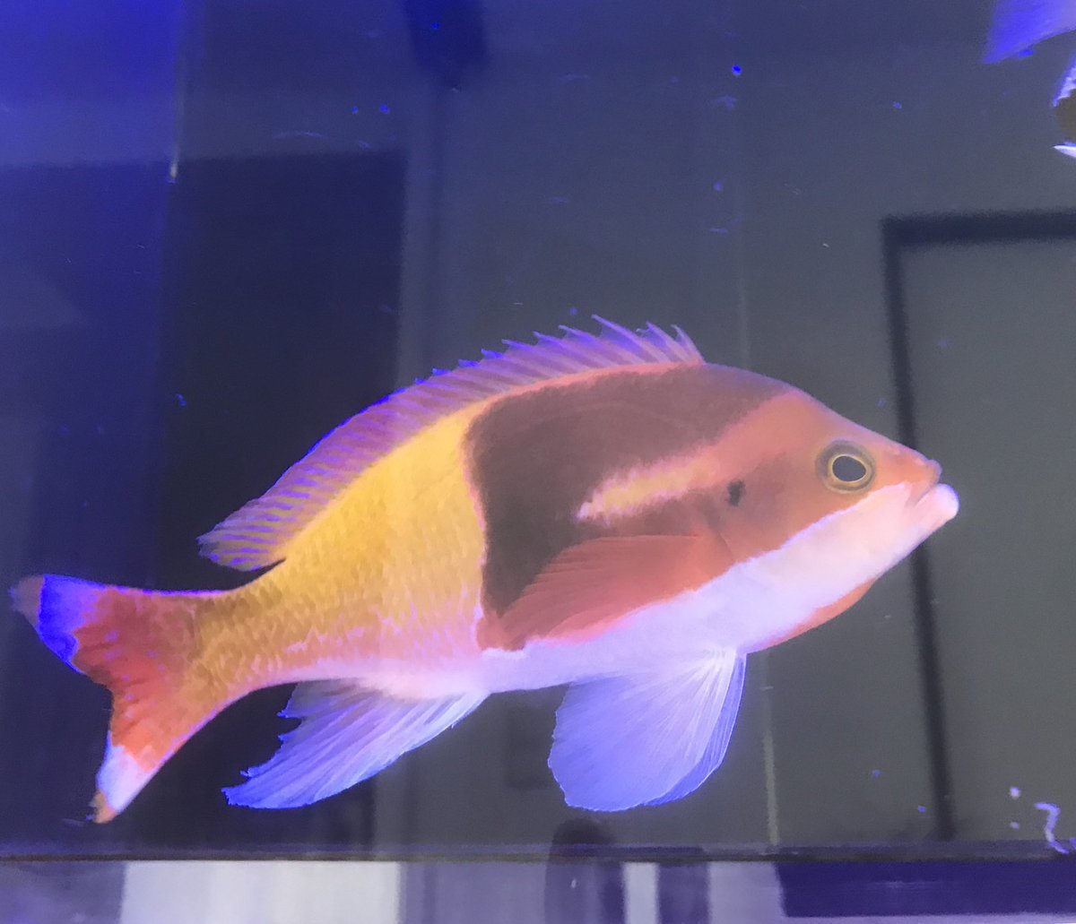 basabei's tweet image. ハーレクインゴルディ
Pseudanthias connelli
以前オス二匹をセパレーター越しで飼育
していた時は婚姻色バキバキで素晴らし
かった。残念ながら一匹になってからは
すっかり精彩を欠いてしまったな。
ちなみに三匹とも別個体です。