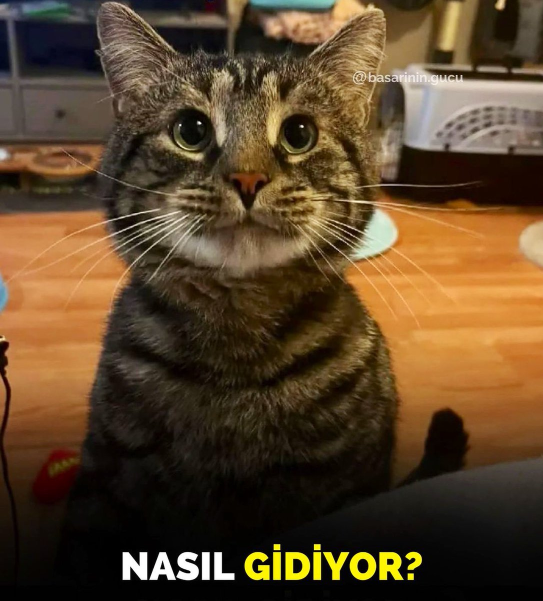 *** AŞISIZLARA MESAJ ***

Tozlaşmış ve tamamen aşılanmış olsaydım bile, partnerlerden, ebeveynlerden, çocuklardan, arkadaşlardan, meslektaşlarımdan ve doktorlardan bile şimdiye kadar gördüğüm en büyük baskıya dayandıkları için Aşısızlara hayran kalırdım.

Böyle bir kişilik,