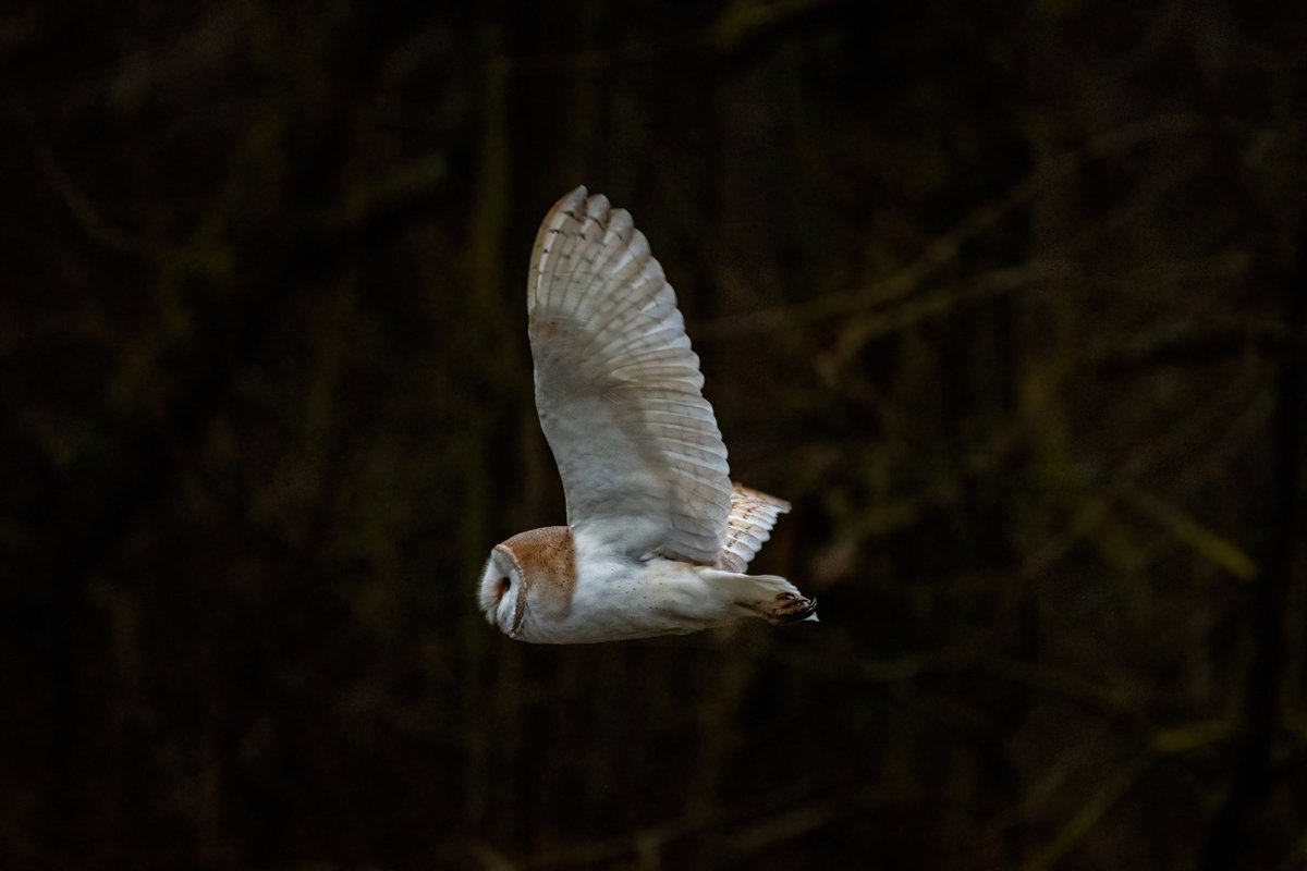 Some Barn Owl magic 🙂
