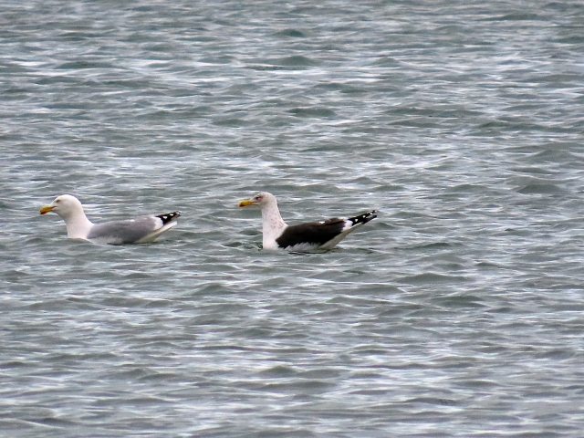 Chris Knox πΊπ¦ (@budlebirder) on Twitter photo My earliest spring Marsh Harrier (fem type) for the Bay flew S mid am. Also LBB Gull (5 adults), Blackwit (2), Greenshank, Pinkies (1200), Brents (500+ inc ten bernicla), Barnacles (250+). #BudleBay <a href="/NTBirdClub/">Northumberland & Tyneside Bird Club</a> <a href="/RossAhmed/">Ross Ahmed</a> <a href="/MacNavin1/">Mac Navin</a> My earliest spring Marsh Harrier (fem type) for the Bay flew S mid am. Also LBB Gull (5 adults), Blackwit (2), Greenshank, Pinkies (1200), Brents (500+ inc ten bernicla), Barnacles (250+). #BudleBay <a href="/NTBirdClub/">Northumberland & Tyneside Bird Club</a> <a href="/RossAhmed/">Ross Ahmed</a> <a href="/MacNavin1/">Mac Navin</a>