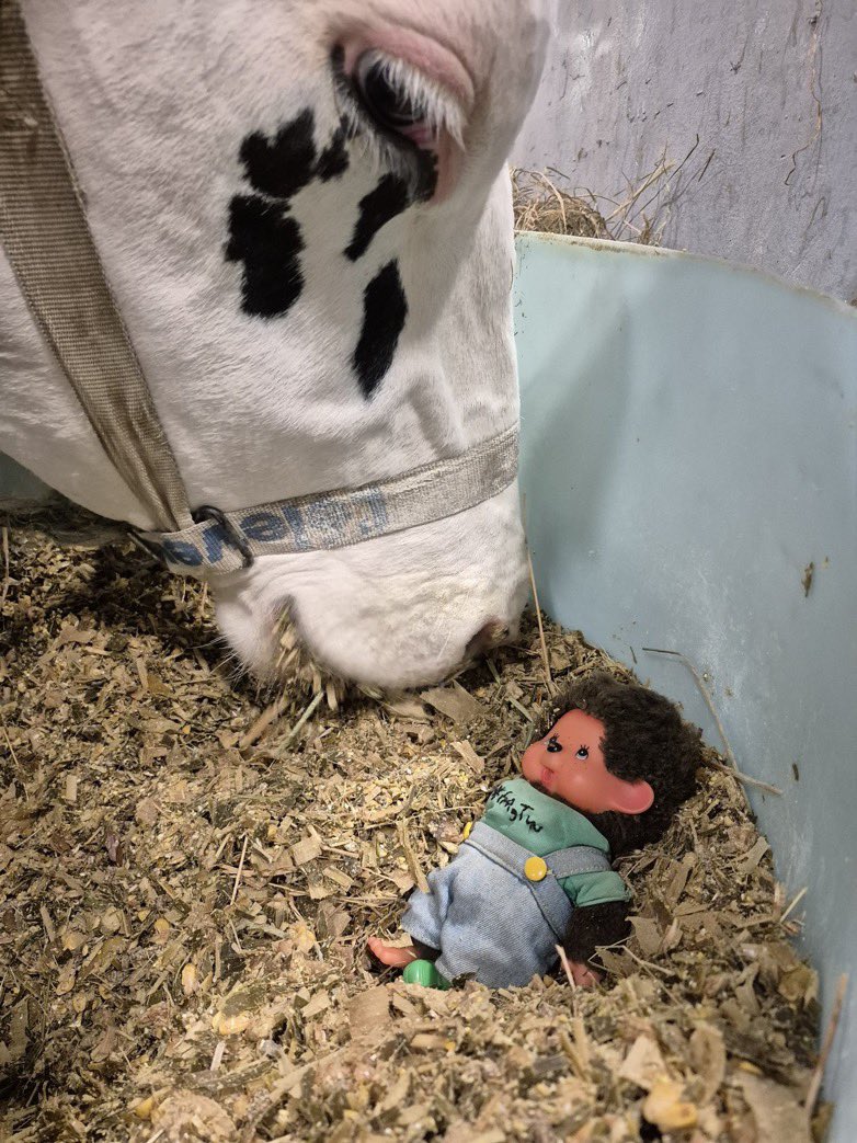 A la fin de la journée, j'ai distribué le repas à Teams. Comme je suis un peu maladroit, je suis tombé dans la bassine. J'ai cru que Teams allait me manger tout cru !! 😱