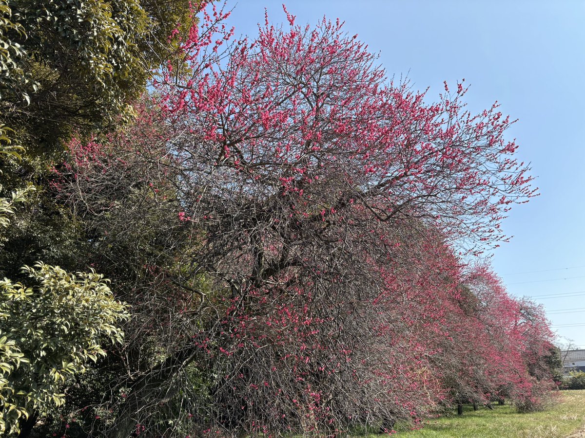 japaneseapricot