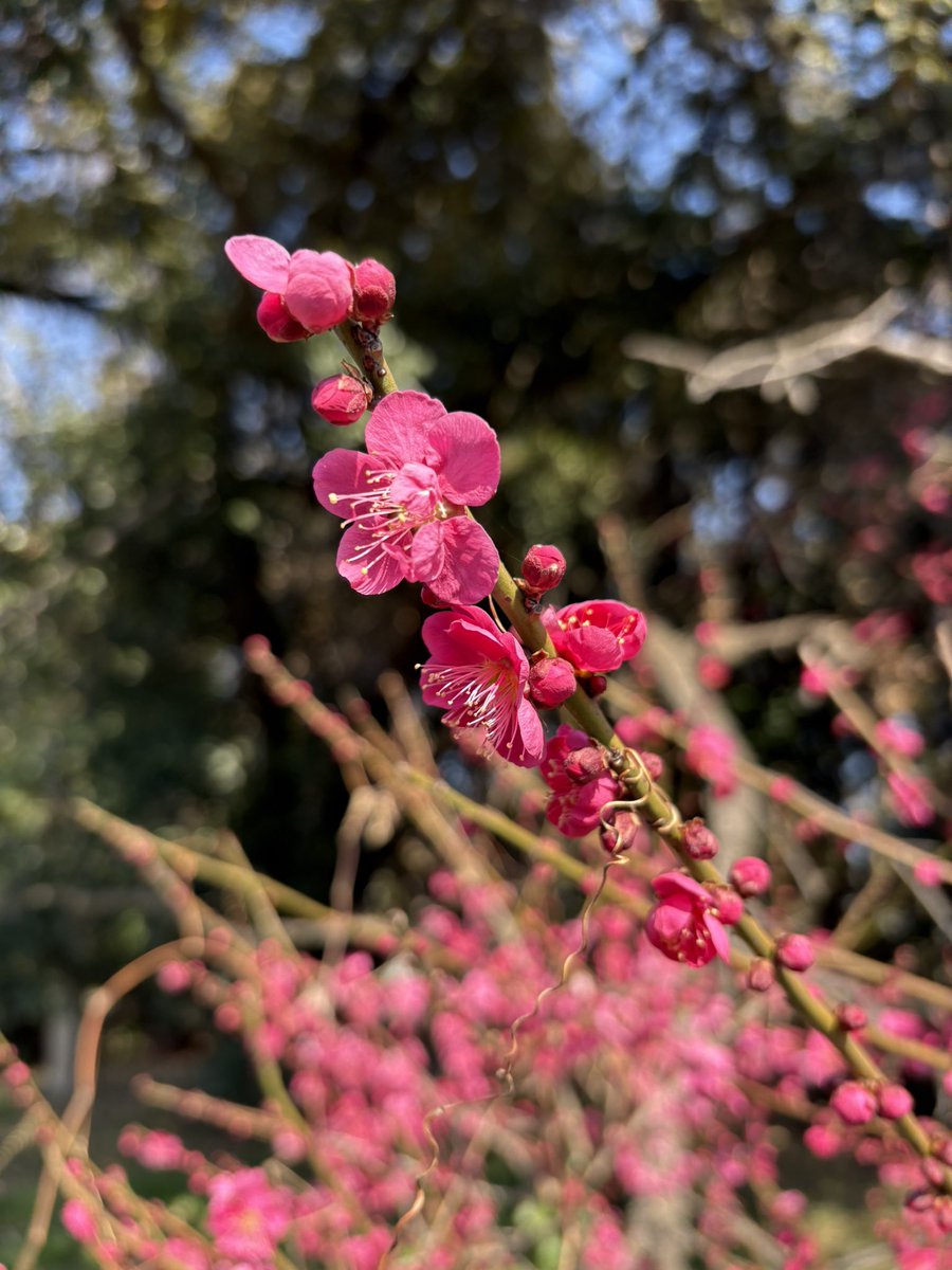 japaneseapricot