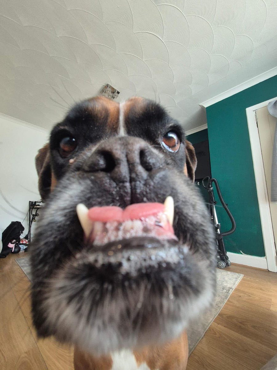 beccs_'s tweet image. The wean got a new phone and think the camera quality really shows off Vinnie’s beauty 😍