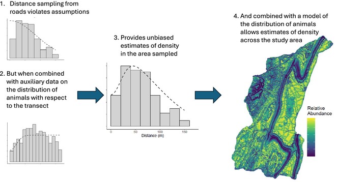 Accounting for non-random samples with distance sampling to estimate population density 📊

Demonstrates the use of a modified distance sampling estimator through monitoring white-tailed deer in a 972-km2 study area 🦌 🛰️

🔗 doi.org/10.1111/1365-2…