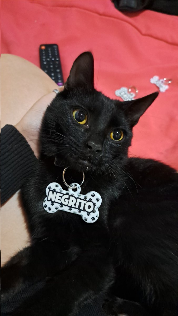 Agosbaltieri's tweet photo. ''El paraíso jamás será paraíso a no ser que mis gatos estén ahí esperándome'' -Epitafio. https://t.co/7ABiE7gGuW
