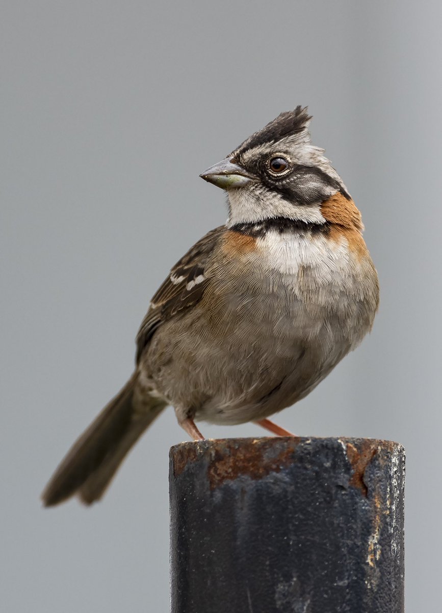 Esta foto y muchas mas de este Copeton fueron durante pandemia. Se imaginan ese encierro tan hijueputa y uno sin poder salir a corretiar pajaritos??? En serio despues de eso hay pendejos q no les toman fotos por "comunes"??
Va la madre!!
 #spamdepajaritoscomunes