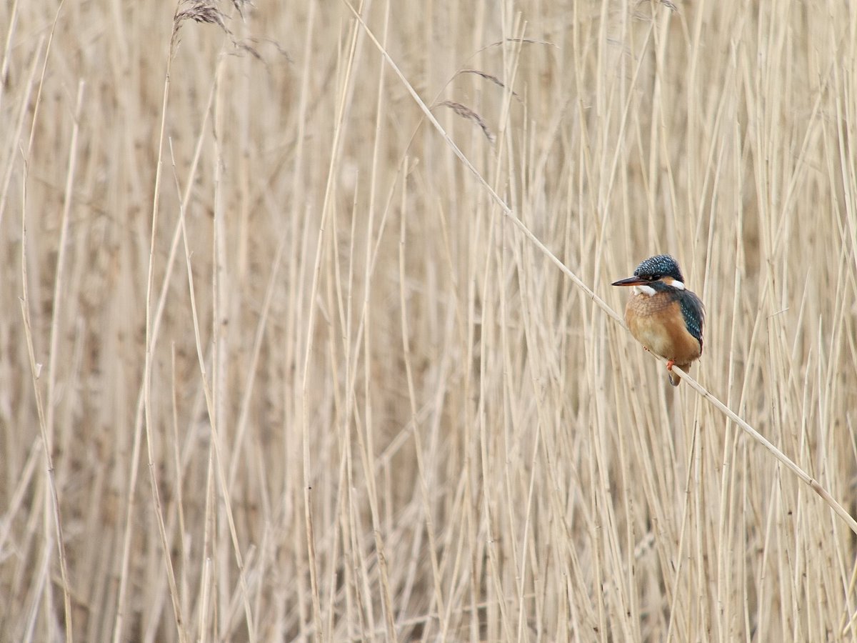 Scott Petrek (@scottofthemarsh) on Twitter photo Nice to catch up with a Kingfisher today <a href="/nationaltrust/">National Trust</a> Park End Moss, near Brigsteer #CumbriaBirds Nice to catch up with a Kingfisher today <a href="/nationaltrust/">National Trust</a> Park End Moss, near Brigsteer #CumbriaBirds