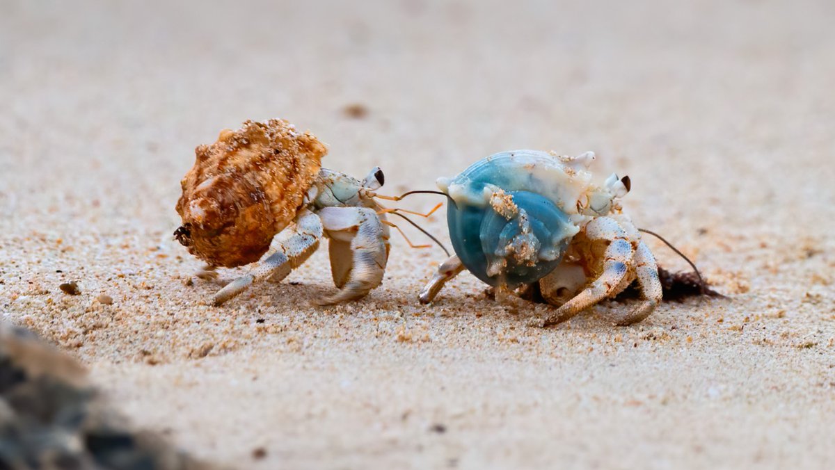 oceana's tweet image. Happy #WorldComplimentDay! ❤️ Take a moment to shell-ebrate someone who’s absolutely claw-some! 🐚🦀