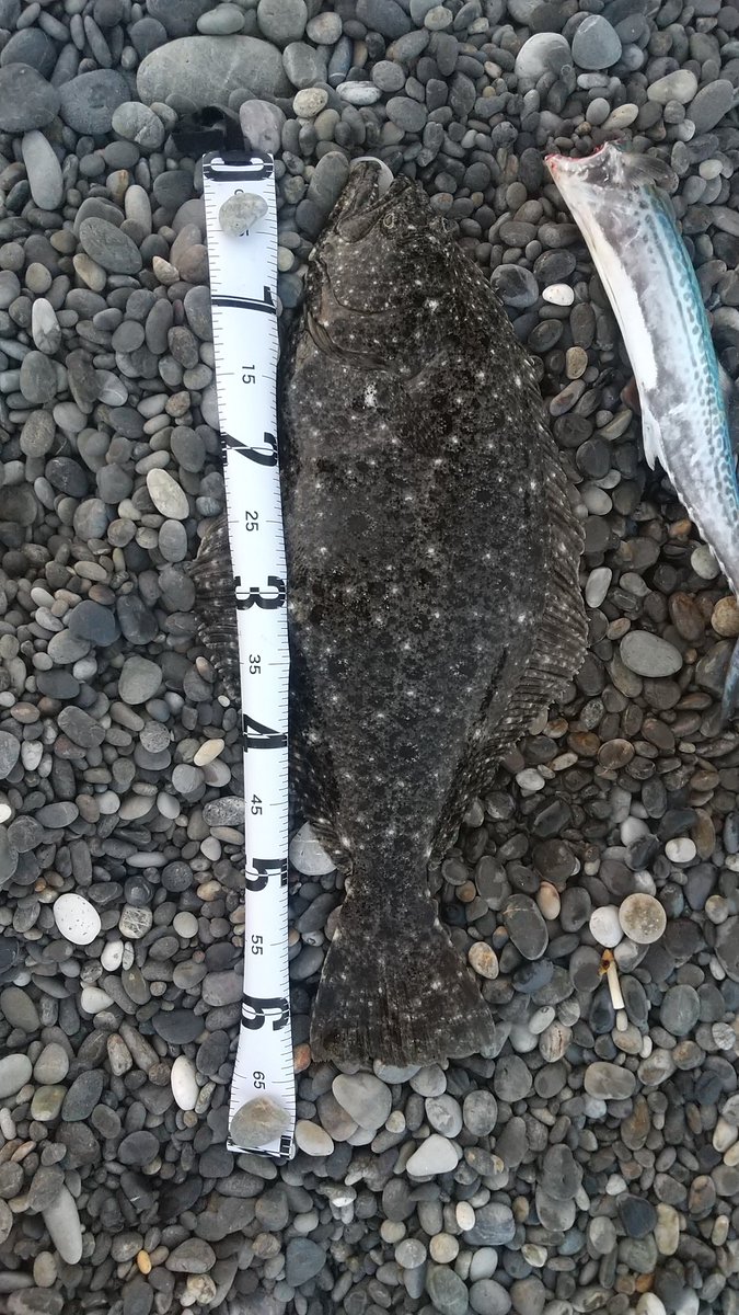 初魚種にて小座布団‼️
サゴシ狙いの遠征で、相方がサゴシ50cmを釣り上げ、その後1時間 何も無し。
諦めムードでセットアッパーを投げて、回収時5mでHIT！🎣

これやから釣りは辞められまへんな😁