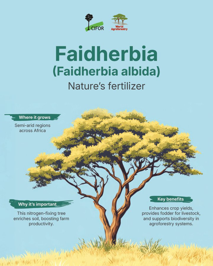 UNBiodiversity's tweet photo. 🌳#DYK some trees fertilize the soil naturally?
Faidherbia albida drops its leaves in the wet season, enriching soil &amp; boosting crops. In the dry season, it regrows—providing vital fodder for livestock. A win for #agroforestry systems.

🔗:https://t.co/9h6mKv65dt via @CIFOR_ICRAF https://t.co/vAsK7AlKLZ