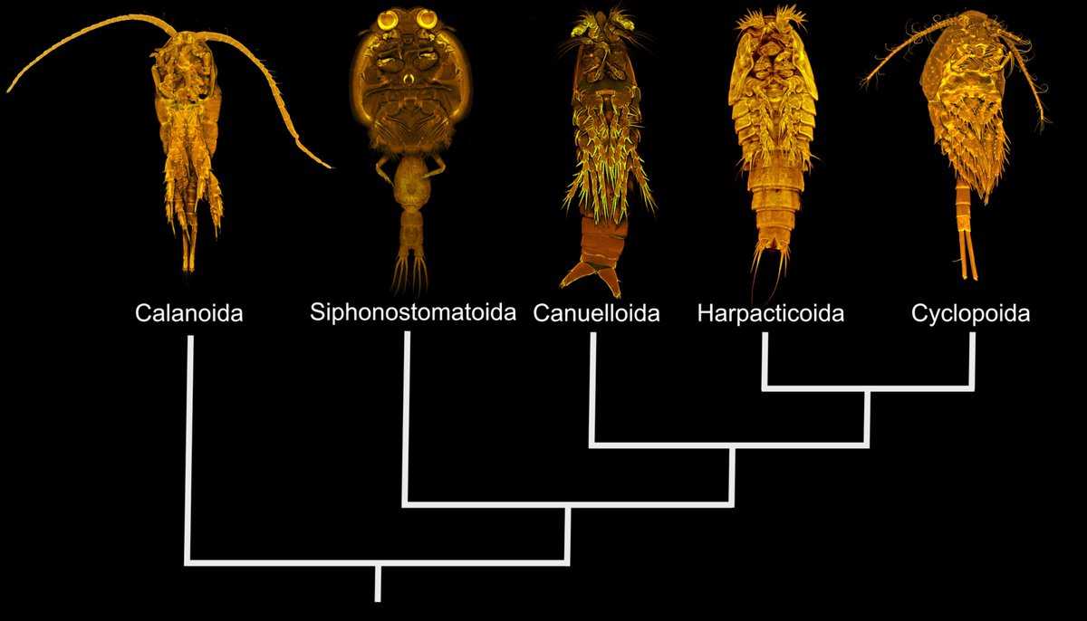 Excited to share our most recent paper on copepod phylogeny. 
TLDR: the order Harpacticoida should be split with 2 families now in their own order—Canuelloida doi.org/10.1016/j.ympe…