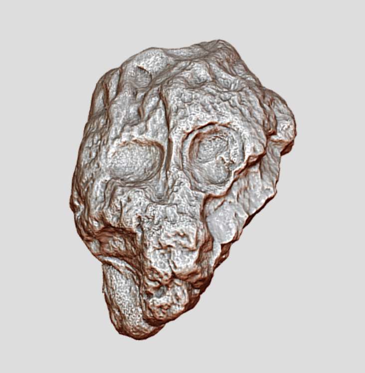 Rule Mobile (@xrulemobile) on Twitter photo Check out 30-Million-Year-Old Primate Skull from Texas in #3D, #VR or #AR skfb.ly/purNn via @sketchfab <a href="/UTAustin/">UT Austin</a> <a href="/TAMIU_BSB/">Dustdevil Baseball</a> <a href="/tamiu_elearning/">TAMIU eLearning</a> <a href="/killamlibrary/">Killam Library@TAMIU</a> <a href="/elonmusk/">gorklon rust</a> #TEXAS Check out 30-Million-Year-Old Primate Skull from Texas in #3D, #VR or #AR skfb.ly/purNn via @sketchfab <a href="/UTAustin/">UT Austin</a> <a href="/TAMIU_BSB/">Dustdevil Baseball</a> <a href="/tamiu_elearning/">TAMIU eLearning</a> <a href="/killamlibrary/">Killam Library@TAMIU</a> <a href="/elonmusk/">gorklon rust</a> #TEXAS