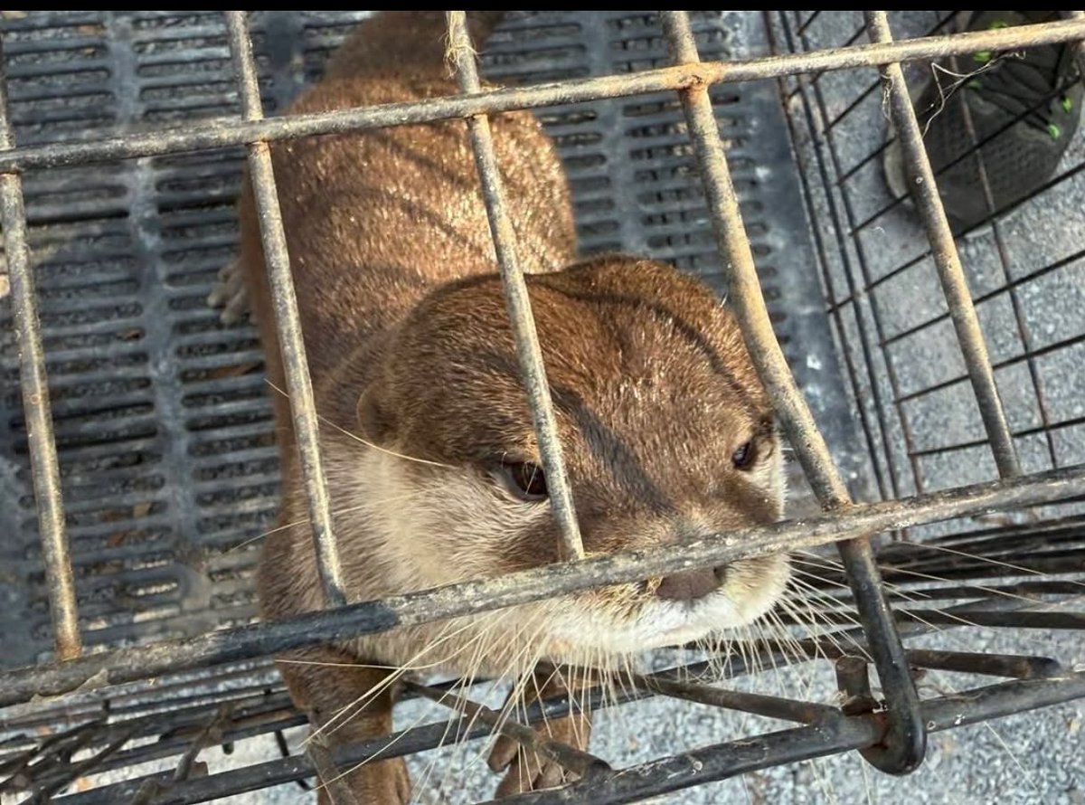 bri_smyth's tweet photo. Es surrealista que acusen a Frank Cuesta de traficar con animales en un país donde hay cientos de mercados de animales ilegales.
Ni siquiera pongo en duda que pueda faltarle algún papel, pero esos animales no van a estar mejor en ninguna parte.
#FrankCuestaLibertad
#FREEFRANK https://t.co/1oGOUsEvxG